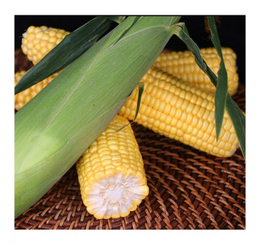 Кукурудза Оватона F1/ Ovatona F1 , Clause