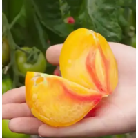 Томат Мадрид F1 |Madrid F1, Clause