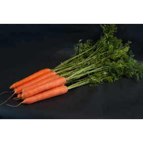 Морква Санторин F1 | Santorin F1 , Clause