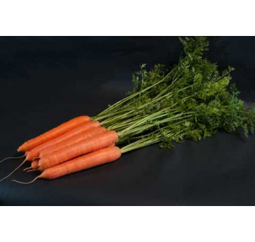 Морква Санторін F1 | Santorin F1 , Clause