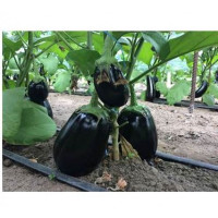 Баклажан Рафаела F1 | Rafaela F1, Clause