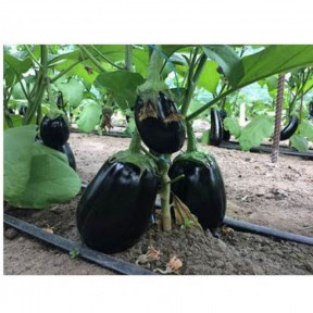 Баклажан Рафаела F1 | Rafaela F1, Clause