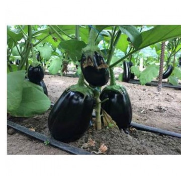 Баклажан Рафаела F1 | Rafaela F1, Clause