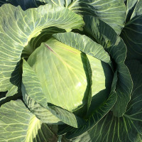 Капуста білоголова Вісконт F1 / Vyskont F1, Clause