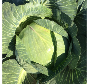 Капуста білоголова Вісконт F1 / Vyskont F1, Clause Капуста білоголова Вісконт F1 / Vyskont F1, Clause