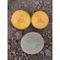 Диня Дао Джок F1, Asia Seed