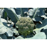 Капуста броколі Royal Max F1 1000 насінин, Innova Seeds