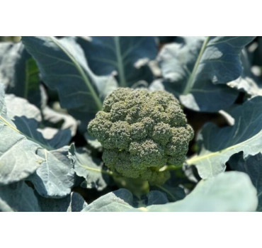 Капуста броколі Campina F1 1000 насінин, Innova Seeds