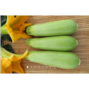 Кабачок Реггі INX 1424 F1, INNOVA SEEDS