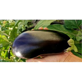 Баклажан Діксіленд INX 828 F1, INNOVA SEEDS