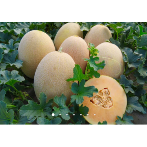 Диня Аліша INX 1077 F1, INNOVA SEEDS Диня Аліша INX 1077 F1, INNOVA SEEDS