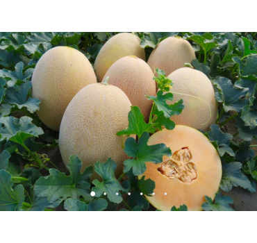 Диня Аліша INX 1077 F1, INNOVA SEEDS