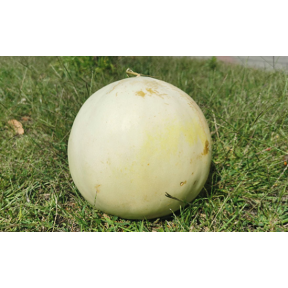 Диня Анук INX 1063 F1, INNOVA SEEDS Диня Анук INX 1063 F1, INNOVA SEEDS