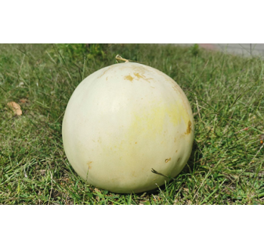 Диня Анук INX 1063 F1, INNOVA SEEDS