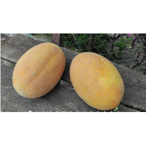 Диня Дайана INX 1097 F1, INNOVA SEEDS Диня Дайана INX 1097 F1, INNOVA SEEDS