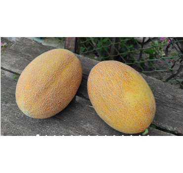 Диня Дайана INX 1097 F1, INNOVA SEEDS