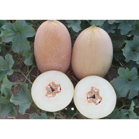 Диня Емі INX 1037 F1 , INNOVA SEEDS