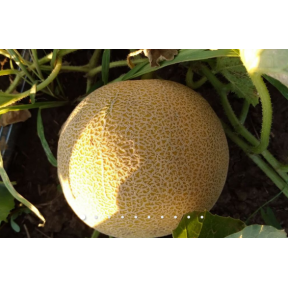 Диня Нора INX 1234 F1, INNOVA SEEDS