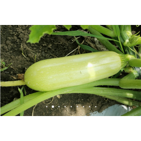 Кабачок Рішар INX 1423 F1, INNOVA SEEDS