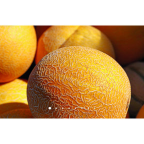 Диня Сара INX 1231 F1, INNOVA SEEDS