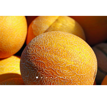 Диня Сара INX 1231 F1, INNOVA SEEDS