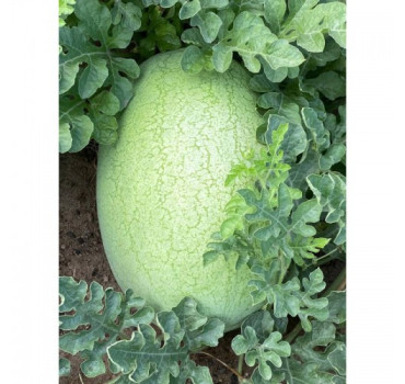 Кавун INX 1807 F1, INNOVA SEEDS