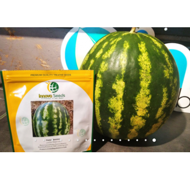 Кавун АВАЛОН F1, INNOVA SEEDS
