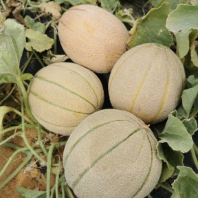 Диня Каро (INX 1244) F1, INNOVA SEEDS