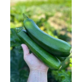 Цукіні Далфер (INX 5289) F1 INNOVA SEEDS Цукіні Далфер (INX 5289) F1 INNOVA SEEDS