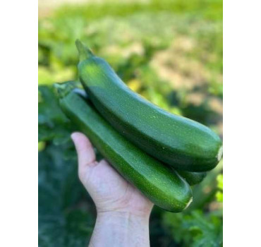 Цукіні Далфер (INX 5289) F1 INNOVA SEEDS