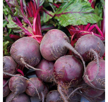 Буряк Детройт Дарк Ред 1 кг, Innova Seeds Буряк Детройт Дарк Ред 1 кг, Innova Seeds