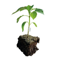 Насіння підщепи Татамі F1 500 насінин (для перця), Innova Seeds