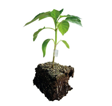 Насіння підщепи Татамі F1 500 насінин (для перця), Innova Seeds