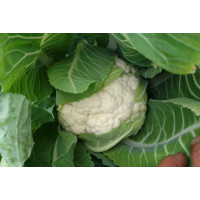 Капуста цвітна Софі (INX 1074) F1 1000 насінин, Innova Seeds