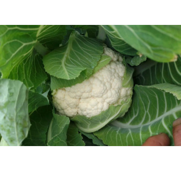 Капуста цвітна Софі (INX 1074) F1 1000 насінин, Innova Seeds