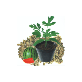 Насіння підщепи Титан F1 100 насінин (для дині та кавуна), Innova Seeds