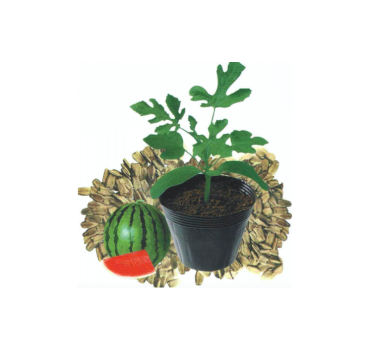 Насіння підщепи Титан F1 500 насінин (для дині та кавуна), Innova Seeds