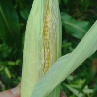 Кукурудза солодка Зеатон F1 1000 насінин, Innova Seeds