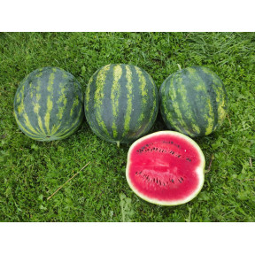 Кавун Зоря F1, INNOVA SEEDS