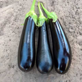 Баклажан KS 5070 F1, Kitano Seeds