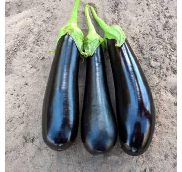 Баклажан KS 5070 F1, Kitano Seeds