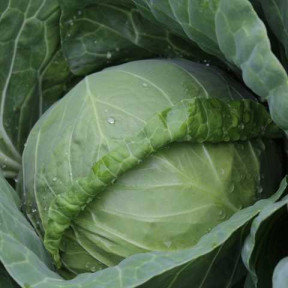 Капуста Канто F1, Kitano Seeds