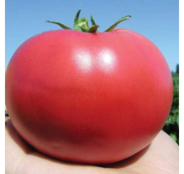 Томат KS 307 F1, Kitano Seeds