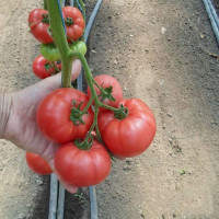 Томат KS 240 F1, Kitano Seeds