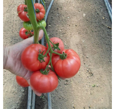 Томат KS 240 F1, Kitano Seeds