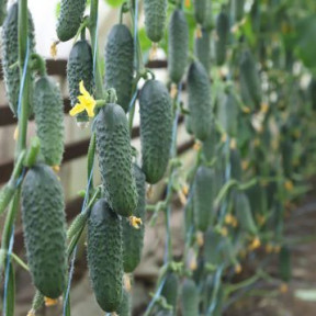 Огурец KS 84 F1, Kitano Seeds