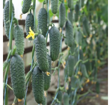 Огірок KS 84 F1, Kitano Seeds