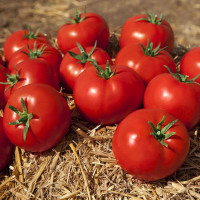 Томат Камі F1, Kitano Seeds