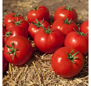 Томат Камі F1, Kitano Seeds