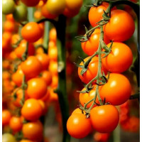 Томат KS 97 F1, Kitano Seeds